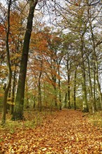 Autumn in the floodplain, Elbe long-distance cycle path near Dessau-Roßlau, autumnal foliage