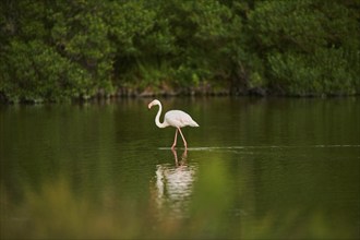 Greater Flamingo (Phoenicopterus roseus) walking in the water, Parc Naturel Regional de Camargue,