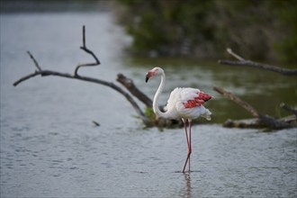 Greater Flamingo (Phoenicopterus roseus) standing in the water, Parc Naturel Regional de Camargue,