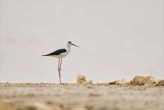 Black-winged stilt (Himantopus himantopus) in a red salt water pond, Camargue, France, Europe