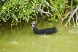 Eurasian coot (Fulica atra) chick swimming in the water, Camargue, France, Europe