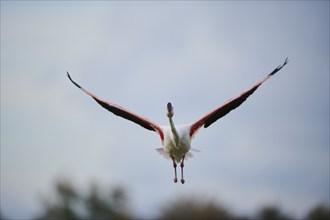 Greater Flamingo (Phoenicopterus roseus), starting, flying, Parc Naturel Regional de Camargue,