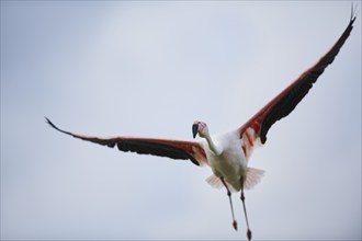 Greater Flamingo (Phoenicopterus roseus), starting, flying, Parc Naturel Regional de Camargue,