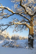 Oak tree (Quercus) with snow, winter, Fridingen, Danube Valley, Upper Danube nature park Park,