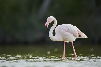 Greater Flamingo (Phoenicopterus roseus) walking in the water, Parc Naturel Regional de Camargue,