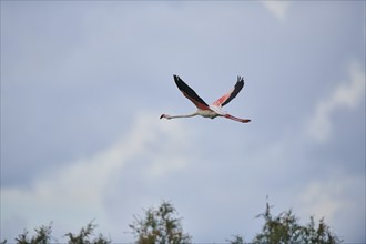 Greater Flamingo (Phoenicopterus roseus), flying in the sky at sunset, Parc Naturel Regional de