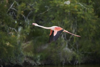 Greater Flamingo (Phoenicopterus roseus), starting, flying, Parc Naturel Regional de Camargue,