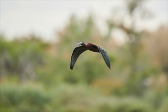 Glossy ibis (Plegadis falcinellus) flying, Camargue, France, Europe