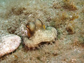 Portrait of common octopus (Octopus vulgaris), juvenile, dive site Sardinia del Norte, Gran