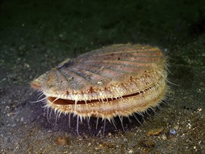 Scallop (Pecten maximus), underwater, in the water, dive site Renvyle, Co. Galway, Irish Sea, North