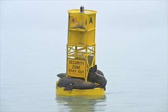 Steller sea lions (Eumetopias jubatus) lying on a buoy, Prince William Sound, Alaska