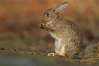 Rabbit (Oryctolagus cuniculus) adult animal washing its face, Suffolk, England, United Kingdom,