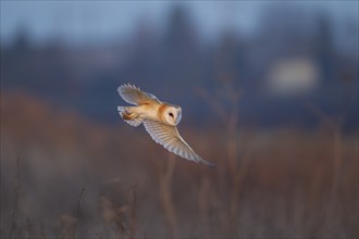 Barn owl (Tyto alba) adult bird in flight, Suffolk, England, United Kingdom, Europe