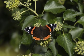 Red admiral (Vanessa atalanta) butterfly adult feeding on an Ivy (Hedera helix) flower, Suffolk,