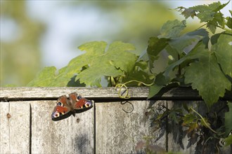 Peacock butterfly (Aglais io) adult resting on a garden fence, Suffolk, England, United Kingdom,