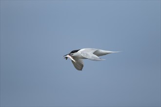 Sandwich tern (Thalasseus sandvicensis) adult bird in flight with a fish in its beak, Norfolk,