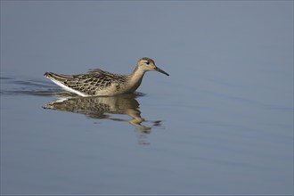 Ruff (Philomachus pugnax) adult bird in a shallow lagoon, Lincolnshire, England, United Kingdom,