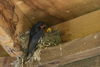 Barn swallow (Hirundo rustica) adult bird at a nest, Norfolk, England, United Kingdom, Europe