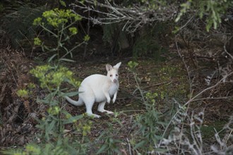 Albino wallaby, Adventure Bay (Tasmania)