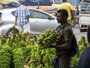 Wholesale market with banana plants, Dambulla, Sri Lanka, Asia