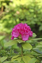 Rhododendron flowers (Rhododendron Homer), red flowers, in a garden, Wilden, Nordrehin-Westfalen,