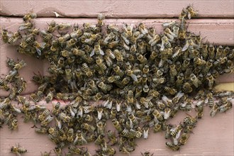 Western honey bee (Apis mellifera) at the hive, Thuringia, Germany, Europe