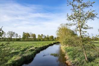 River Ise, Ise nature reserve with tributaries, Lower Saxony, Germany, Europe