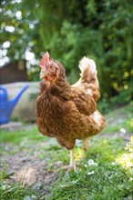 Chicken, Gechingen, Germany, Europe