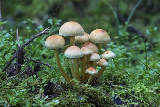 Smoke-leaved Sulphur Head (Hypholoma capnoides) in moss, Baden-Württemberg, Germany, Europe