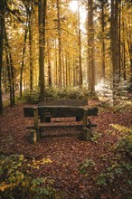 A cosy forest path covered with autumn leaves, Calw, Black Forest, Germany, Europe