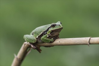 European tree frog (Hyla arborea) sits on a reed stalk, Lake Neusiedl National Park, Burgenland,