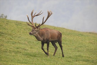 Red deer (Cervus elaphus) pursuing rivals in a mountain meadow during the rut, Allgäu, Bavaria,