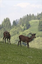 Red deer (Cervus elaphus) Deer with velvet antlers in a mountain meadow, Allgäu, Bavaria, Germany,