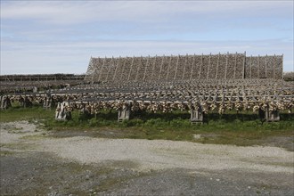 Wooden racks with air-dried atlantic cod (Gadus morhua) Lofoten, Northern Norway, Norway,