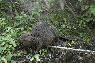 European beaver (Castor fiber) young on land, Allgäu, Bavaria, Germany, Europe