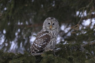 Ural Owl (Strix uralensis), adult, in winter, on tree, Bohemian Forest, Czech Republic, Europe