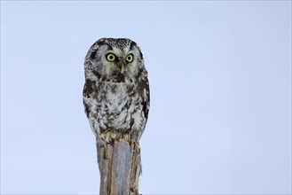 Tengmalm's Owl (Aegolius funereus), Tengmalm's Owl, adult, perch, in the snow, alert, in winter,