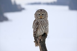 Ural Owl (Strix uralensis), adult, in winter, snow, perch, Bohemian Forest, Czech Republic, Europe