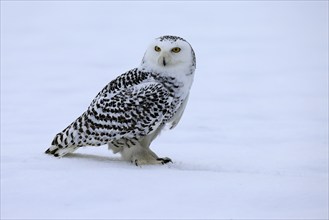 Snowy owl (Nyctea scandiaca), snowy owl, adult, alert, in the snow, foraging, in winter, Bohemian