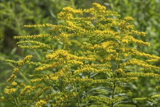 Giant goldenrod (Solidago gigantea), also known as tall goldenrod, yellow flowering,