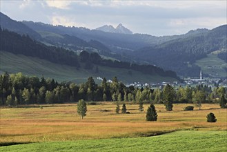 High moor in autumnal discolouration, Rothenthurm, Canton Schwyz, Switzerland, Europe