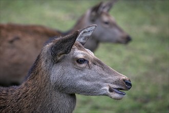 Red deer (Cervus elaphus), captive, Bad Mergentheim Wildlife Park, Baden-Württemberg, Germany,