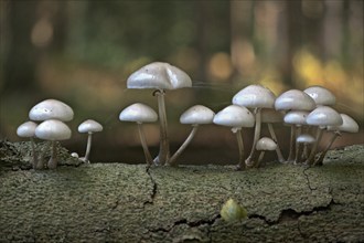 Porcelain fungi (Oudemansiella mucida), Emsland, Lower Saxony, Germany, Europe