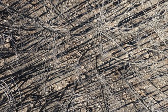 Burned Stone or Umbrella Pines (Pinus pinea) after a forest fire, aerial view, drone shot, Sierra