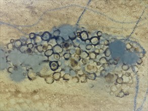 Conspicuous patterns at the bottom of the shallow lagoon Salinas de Cerrillos, aerial view, drone