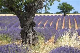 Trees in a lavender field, flowering true lavender (Lavandula angustifolia), near Puimoisson,