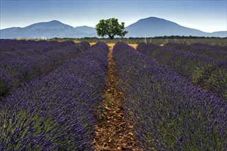 Lavender field, flowering true lavender (Lavandula angustifolia), near Puimoisson, Plateau de