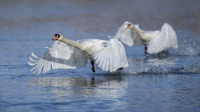 Mute swan (Cygnus olor), swans taking off from the water, Isar, Munich, Bavaria, Germany, Europe