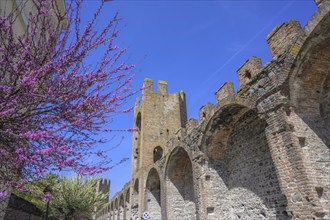 City wall and flowering trees, Montagnana, province of Padua, Italy, Europe