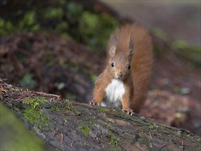 Eurasian red squirrel (Sciurus vulgaris), on tree trunk, Rosensteinpark, Stuttgart,